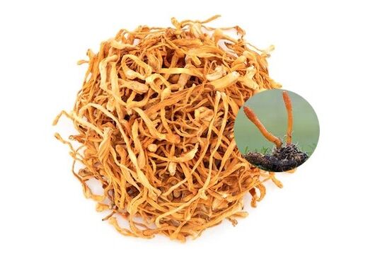 SugaNorm contains Cordyceps